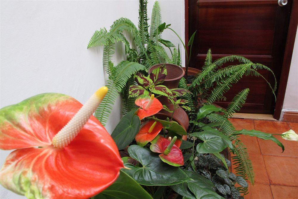 Hotel Frances La Maison Pasto Kültér fotó
